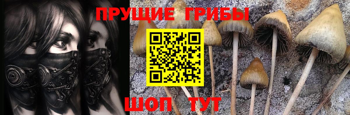 Галлюциногенные грибы Cubensis Верхняя Пышма